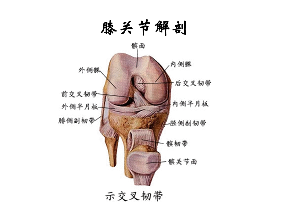 膝关节术后康复训练课件.ppt_第3页