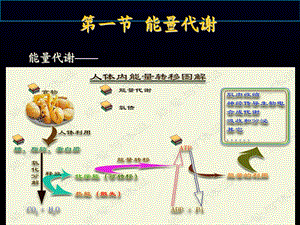 能量代谢和体温课件.ppt