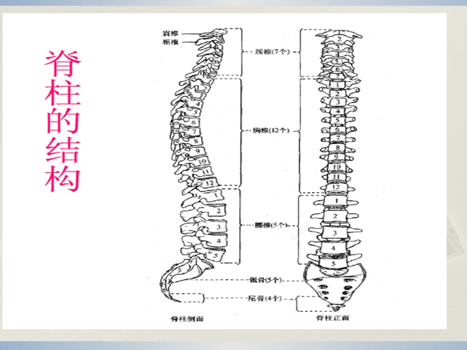 脊髓炎的健康教育课件.ppt_第3页