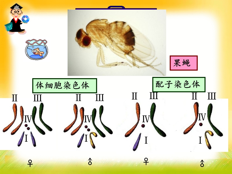 第1节减数分裂和受精作用课件.ppt_第1页