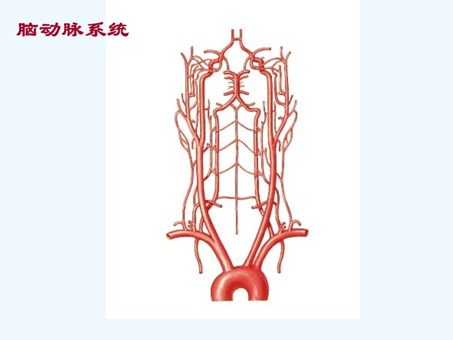 脑血管病变定位诊断课件.ppt_第2页