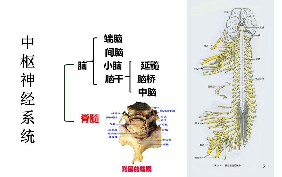 脊髓损伤的康复护理业务学习课件.ppt_第3页