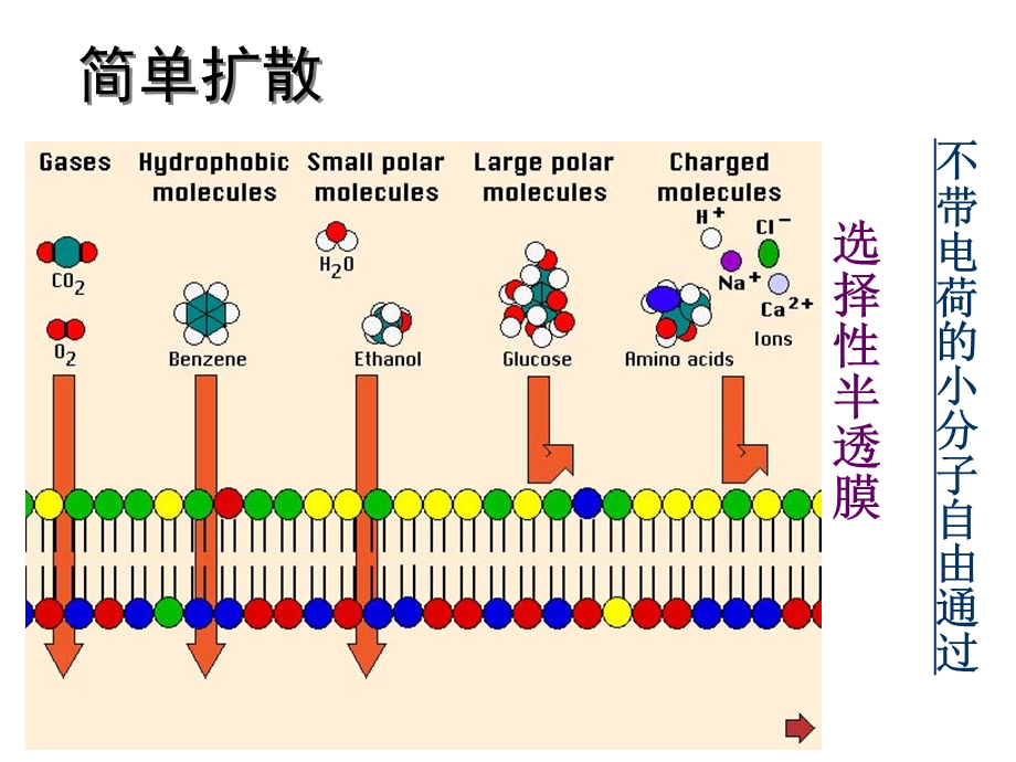 物质的跨膜运输与信号转导(一)课件.ppt_第3页