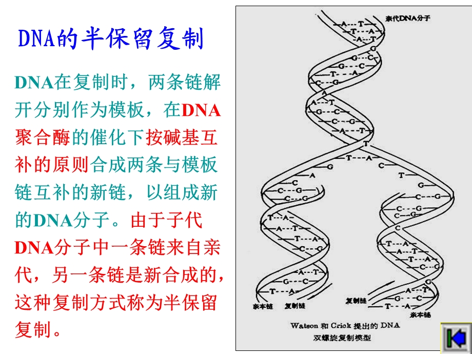 第三部分 复制转录和翻译剖析课件.ppt_第3页