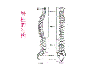 脊髓损伤的康复评定课件.ppt