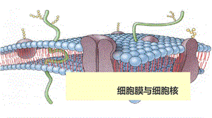 细胞膜与细胞核一轮复习课件.ppt