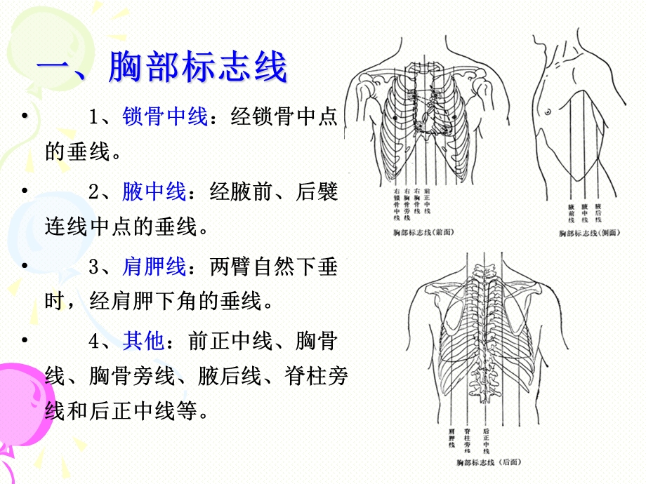 消化系统解剖课件.ppt_第2页