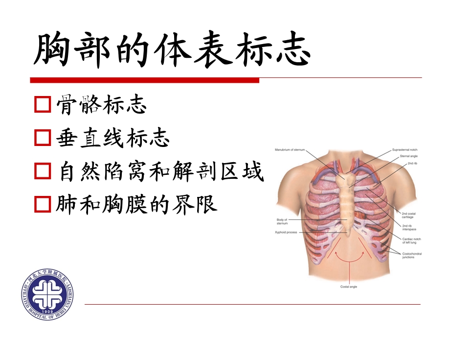 胸部的体表标志课件.ppt_第2页