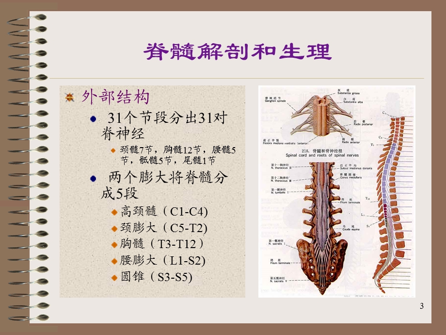 急性脊髓炎脊髓疾病课件.ppt_第3页