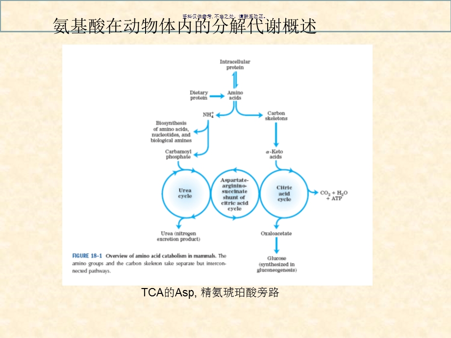 生化氨基酸代谢课件.ppt_第1页