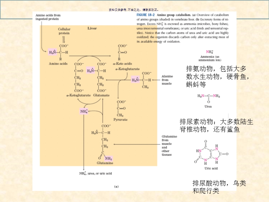 生化氨基酸代谢课件.ppt_第2页