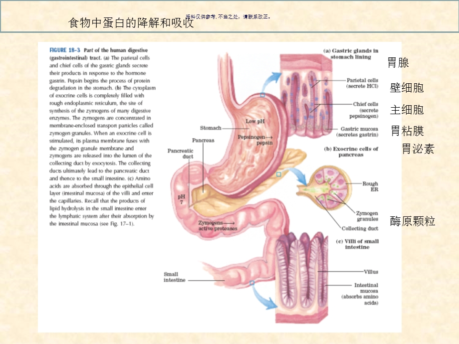 生化氨基酸代谢课件.ppt_第3页