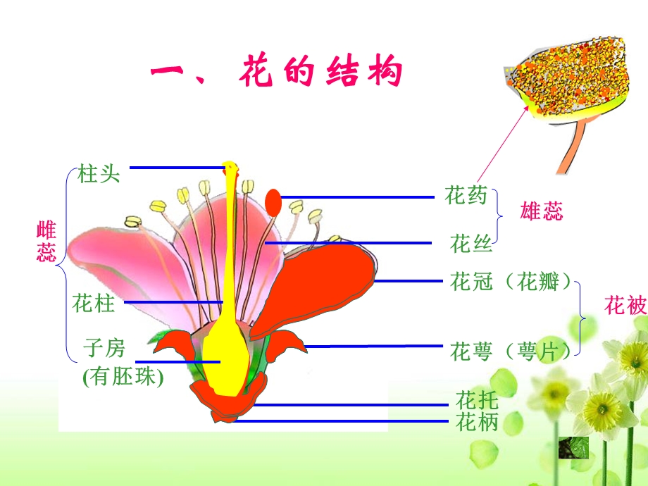 花的结构和类型课件.ppt_第2页