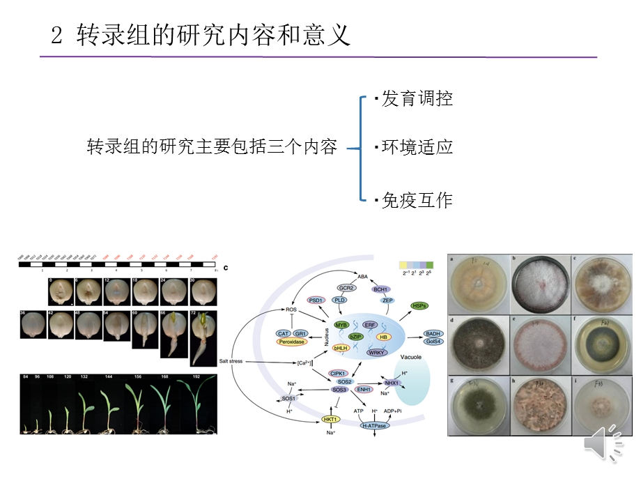 生物信息学ppt课件：7 转录组.pptx_第3页