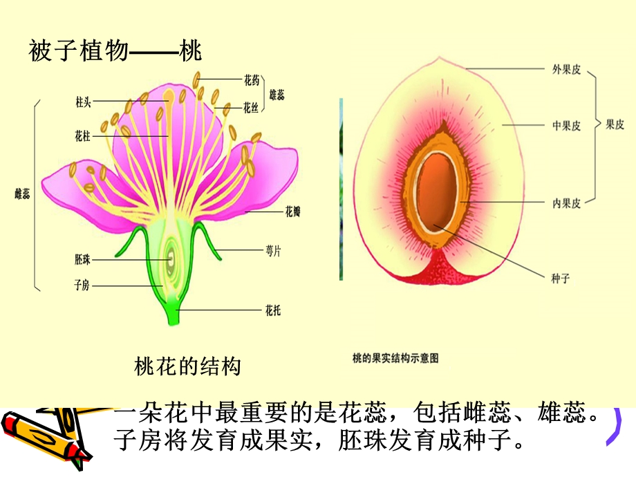 苏科版七年级生物下册ppt课件：期末复习1 地球上的生物.ppt_第3页