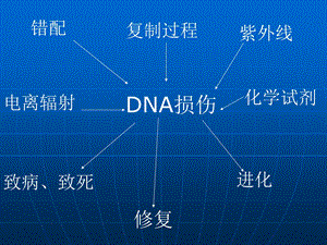 真核生物DNA修复机制课件.pptx