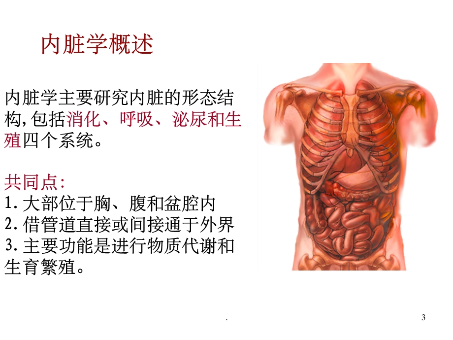 系统解剖学第3章消化系统课件.ppt_第3页