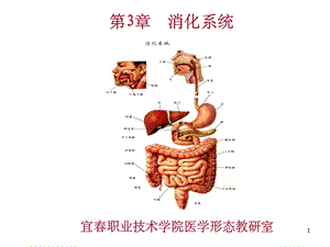 系统解剖学第3章消化系统课件.ppt