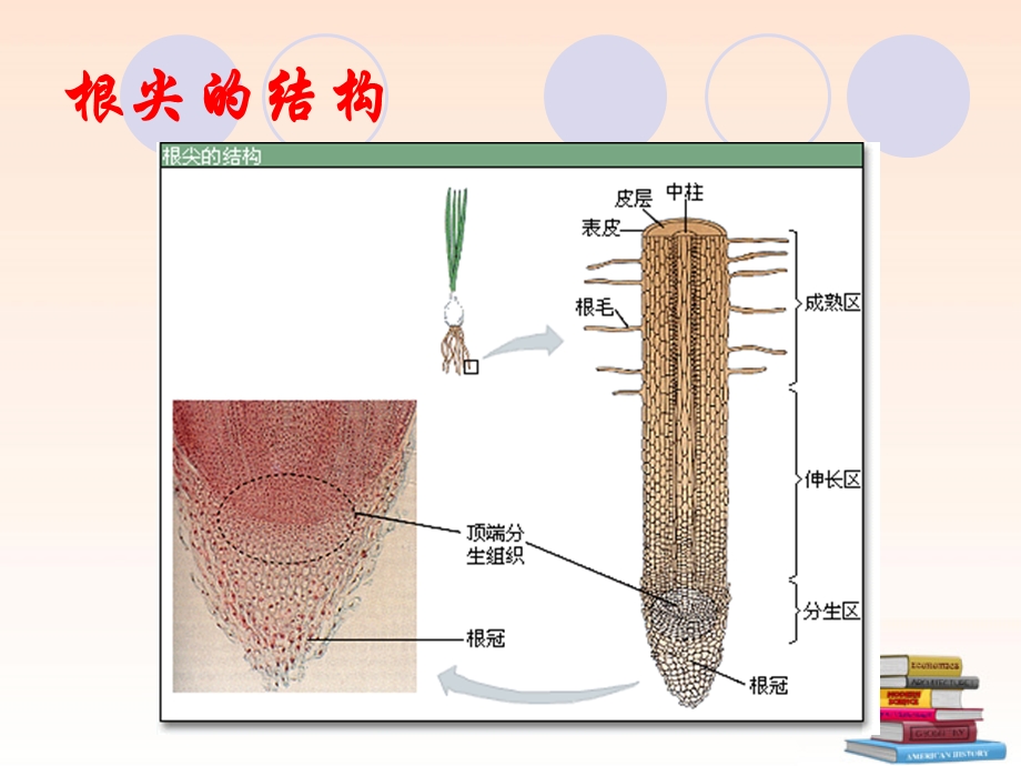 第三章绿色植物与生物圈的水循环课件.ppt_第2页