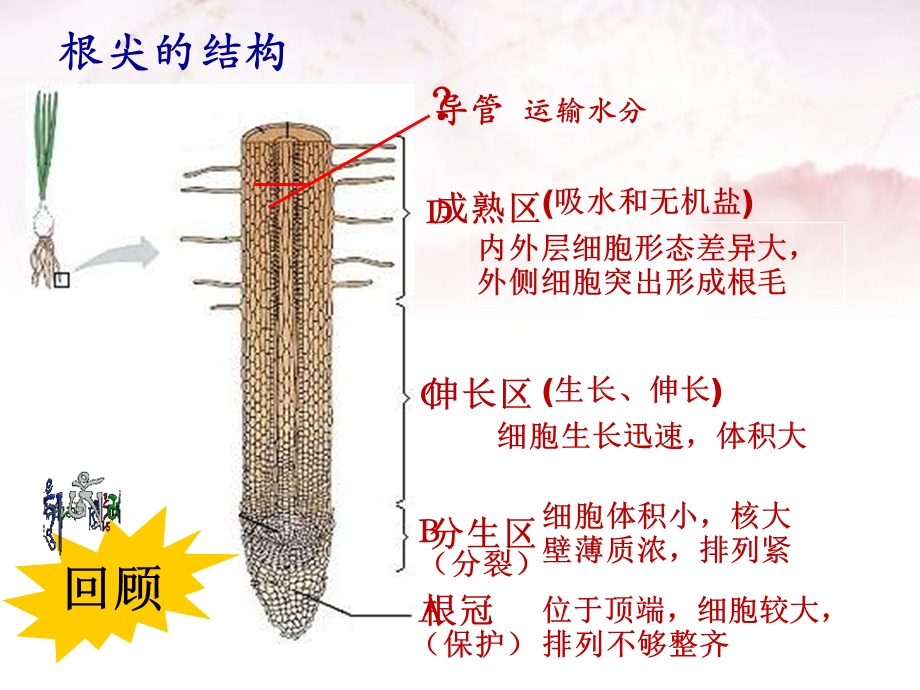 科学·技术·社会 “脱缰之马”——癌细胞课件.ppt_第3页