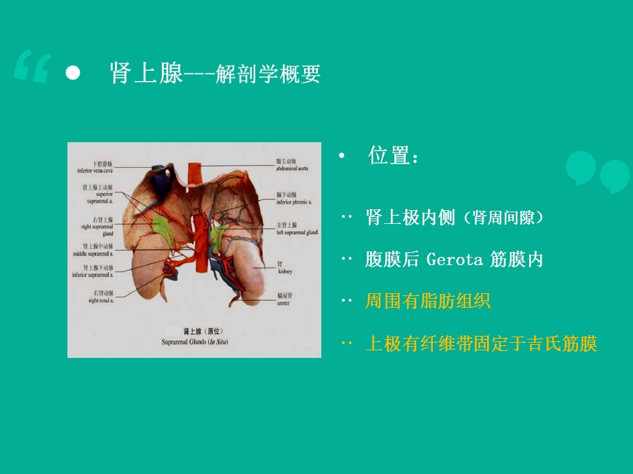 肾上腺常见疾病影像学【医学影像科】课件.ppt_第3页