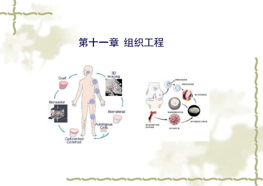 组织工程概述课件.ppt_第1页