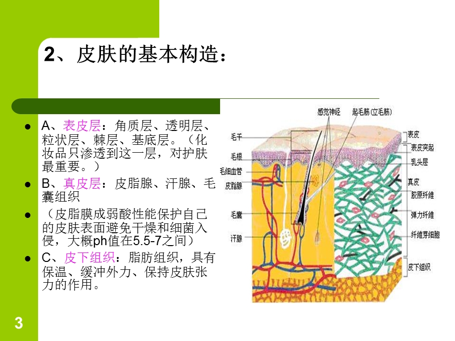 皮肤清洁与护理课件.ppt_第3页