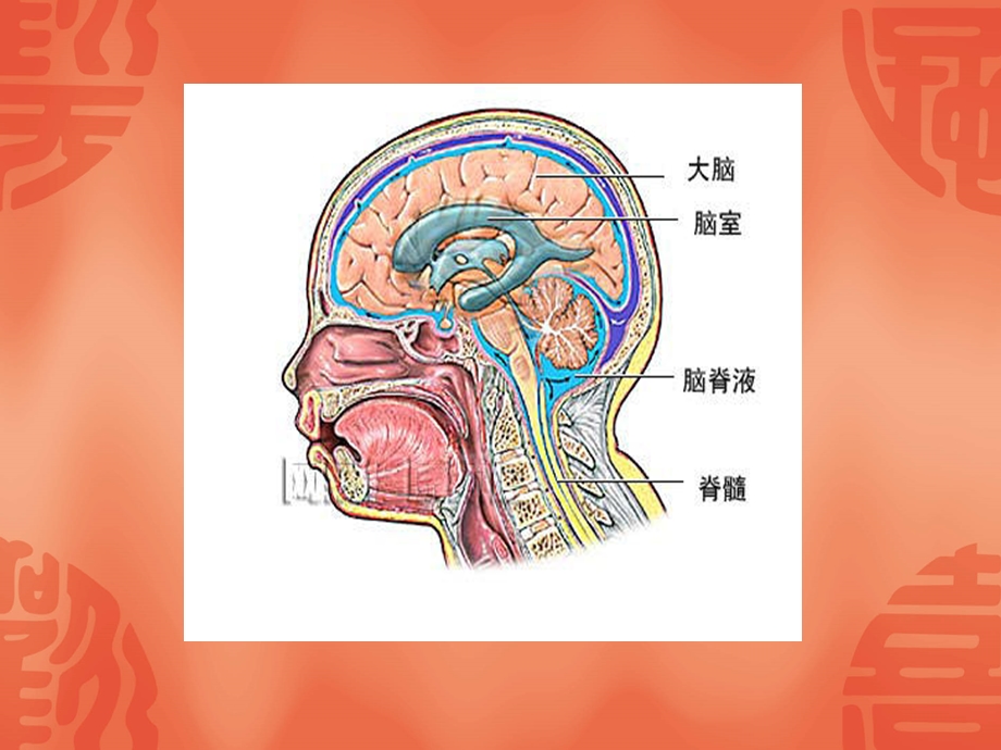 腰椎术后脑脊液漏的观察和护理课件.ppt_第3页