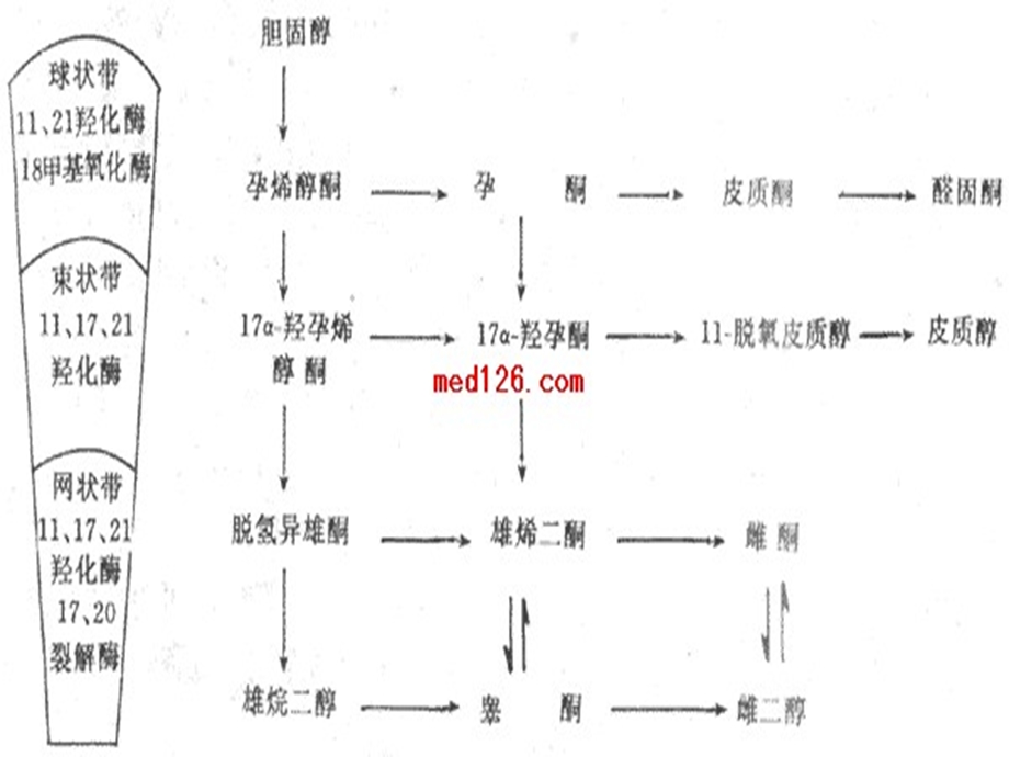 肾上腺素危象急救与护理ppt课件.ppt_第2页