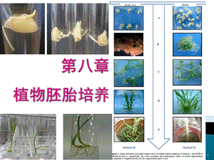 第八章植物的胚胎培养课件.ppt