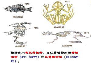 脊椎动物的分类教学ppt课件.ppt