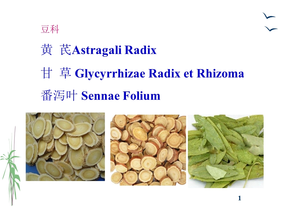 生药学被子植物类生药118豆科（黄芪甘草番泻叶）课件.pptx_第1页