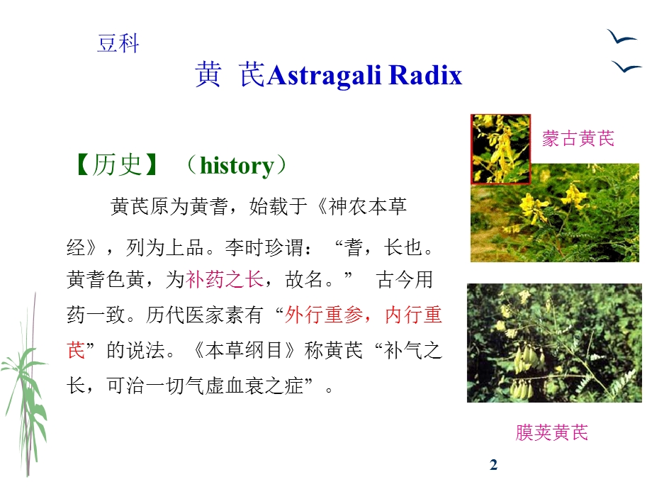 生药学被子植物类生药118豆科（黄芪甘草番泻叶）课件.pptx_第2页