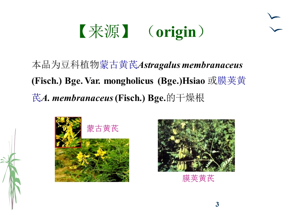 生药学被子植物类生药118豆科（黄芪甘草番泻叶）课件.pptx_第3页