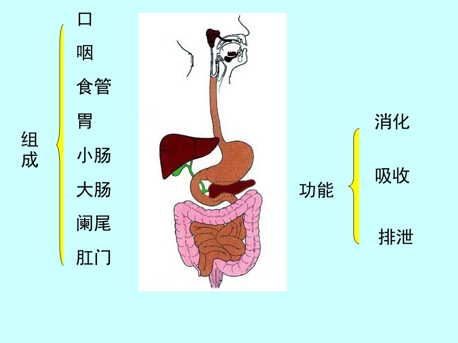 组织胚胎学消化系统ppt课件.ppt_第3页