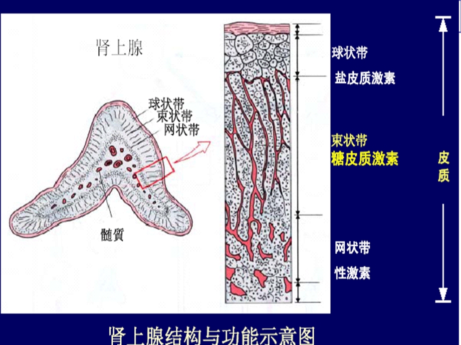 肾上腺皮质激素类药课件.ppt_第2页