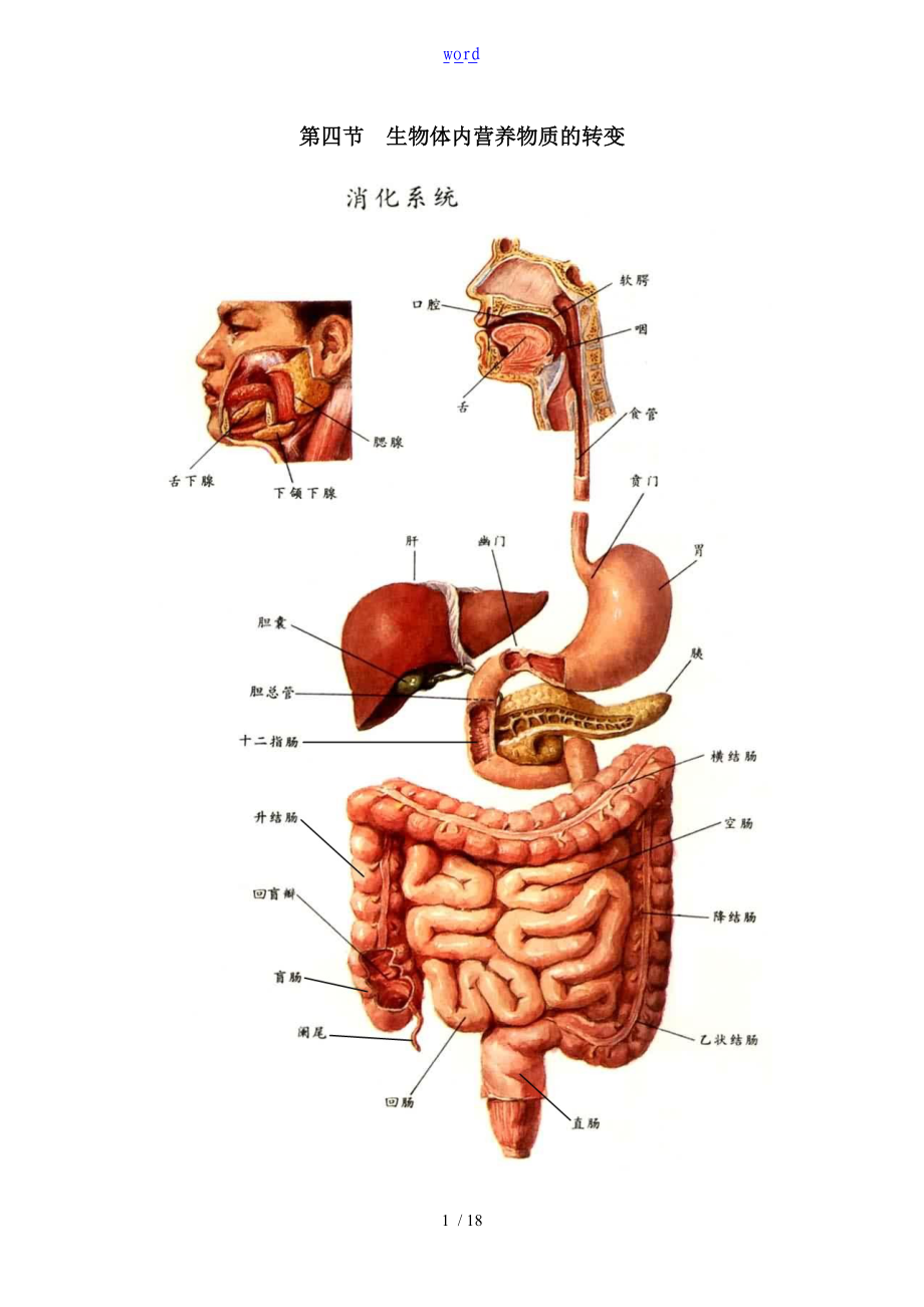 第四节生物体内营养物质地转变.doc_第1页