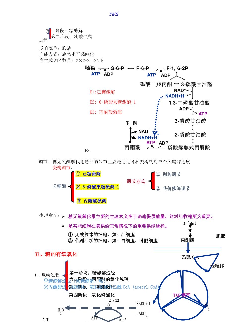 生物化学糖代谢知识点总结材料.doc_第2页