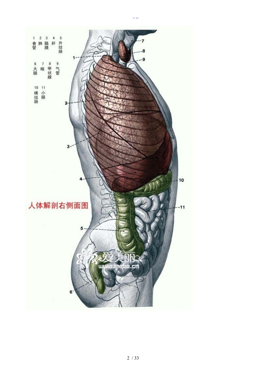 人体各部分与内脏解剖图.doc_第2页