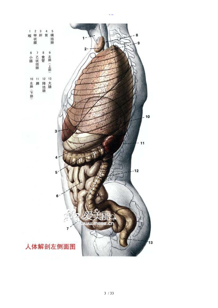 人体各部分与内脏解剖图.doc_第3页