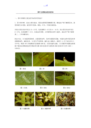 茶园主要病虫害和防治有配图.doc