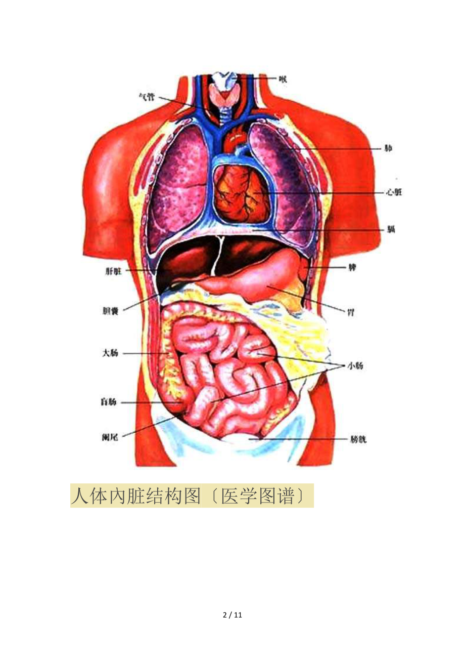 人体内脏位置分布图解读.docx_第2页