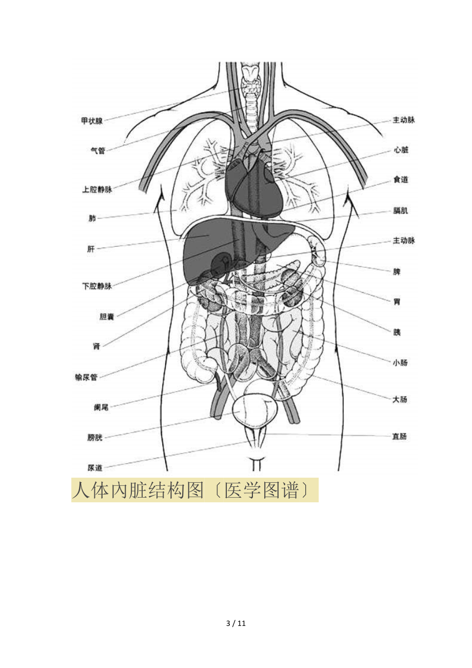 人体内脏位置分布图解读.docx_第3页
