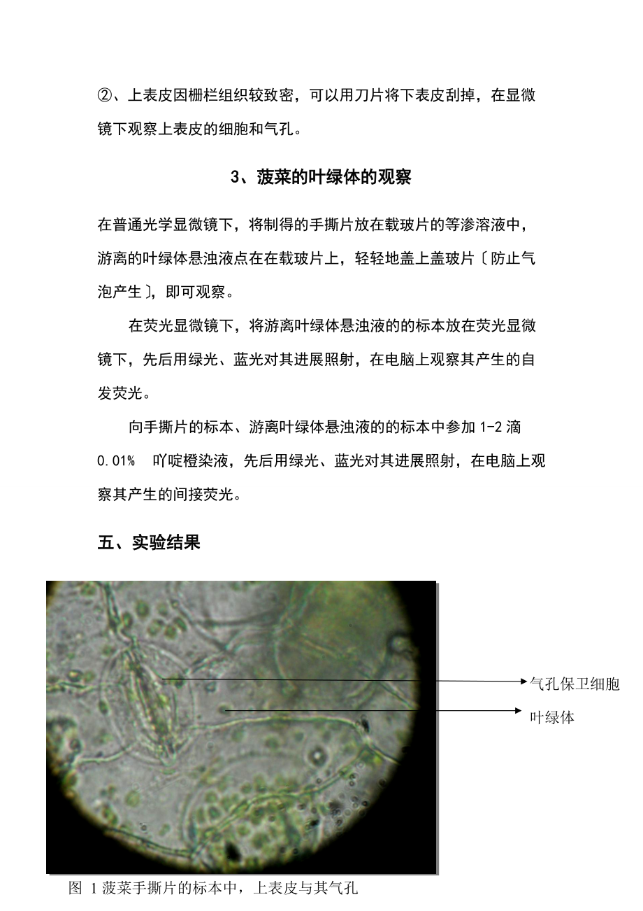 实验的1叶绿体地分离与荧光分析报告.doc_第3页