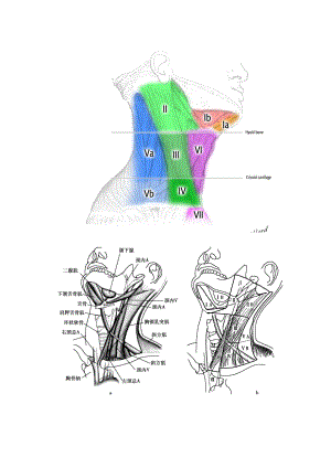 最新的颈部淋巴结分区示意图.doc