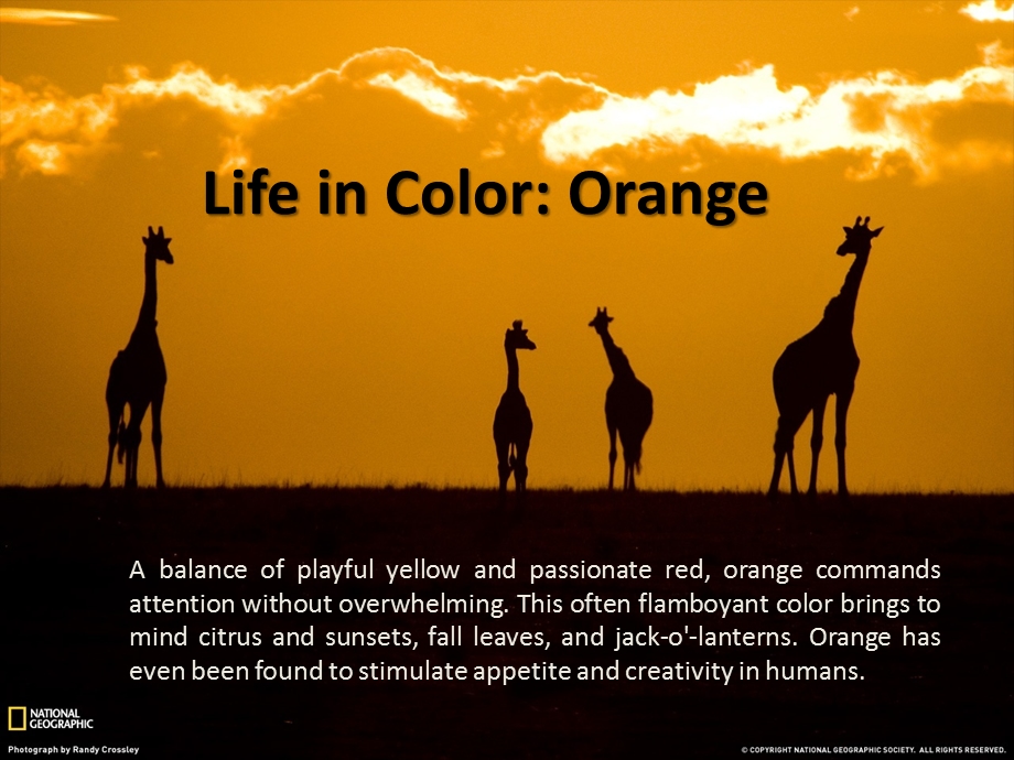 Life in Orange （生命中的橙国家地理橙风暴）.ppt_第1页