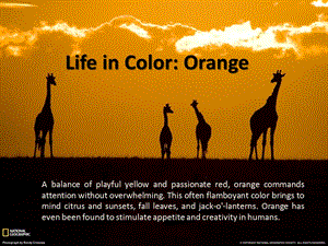 Life in Orange （生命中的橙国家地理橙风暴）.ppt