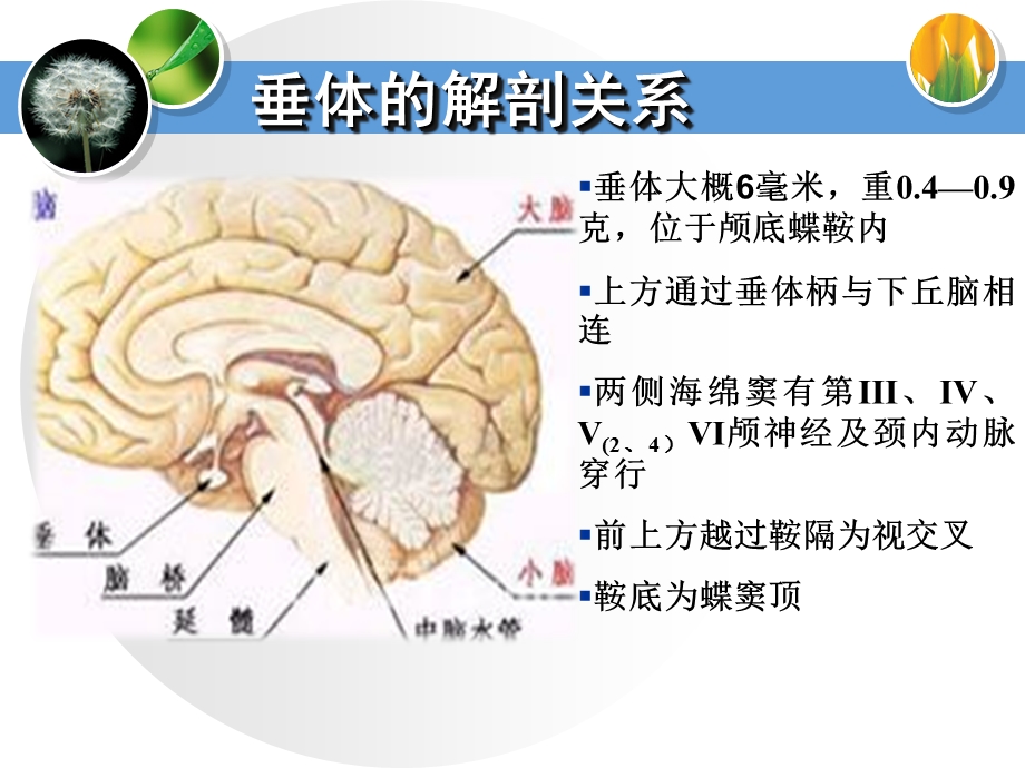 804537392垂体瘤规范化诊治.ppt_第2页