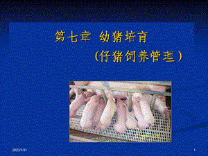 仔猪饲养管理1.ppt