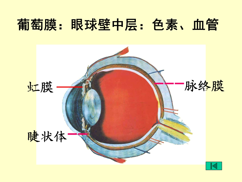 眼科学葡萄膜病(五官).ppt_第3页